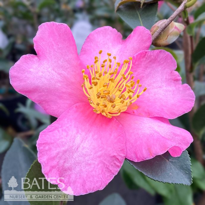 #3 Camellia x Twilight Glow/ Pink - No Warranty