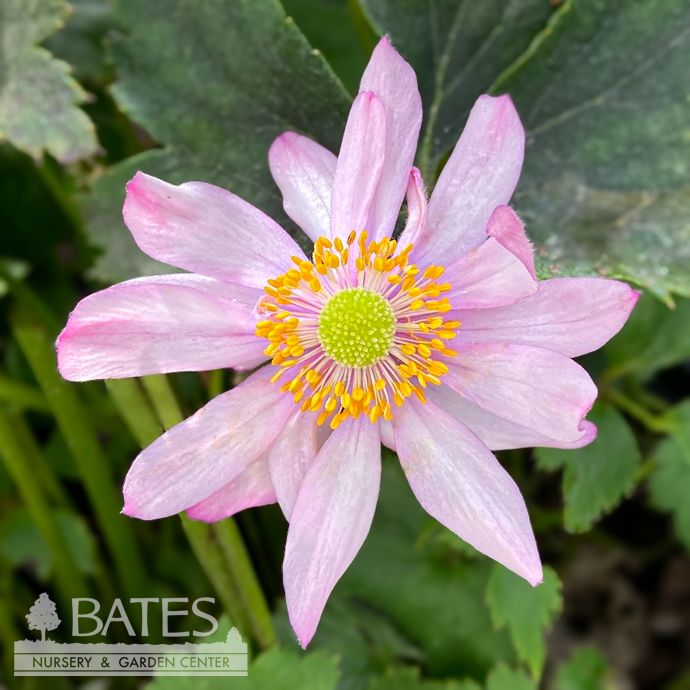 #1 Anemone Curtain Call Pink/ Japanese