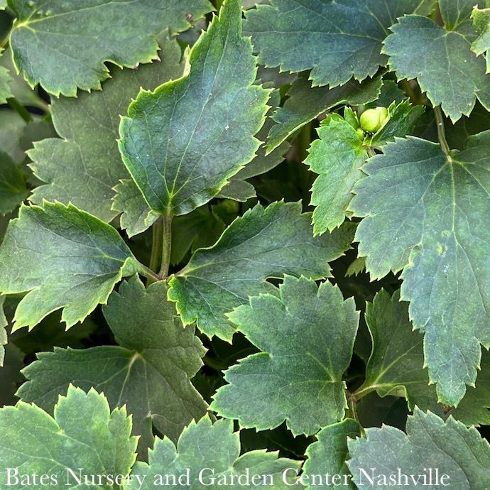 #1 Anemone Curtain Call Pink/ Japanese