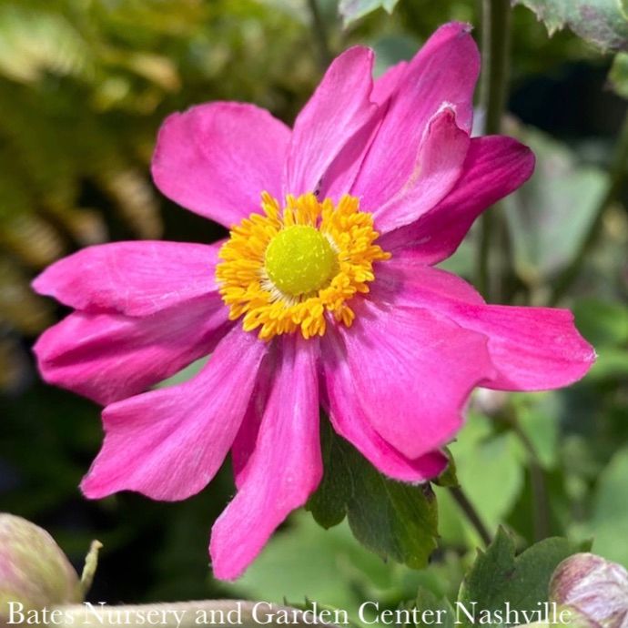 #1 Anemone Curtain Call Deep Rose/ Japanese