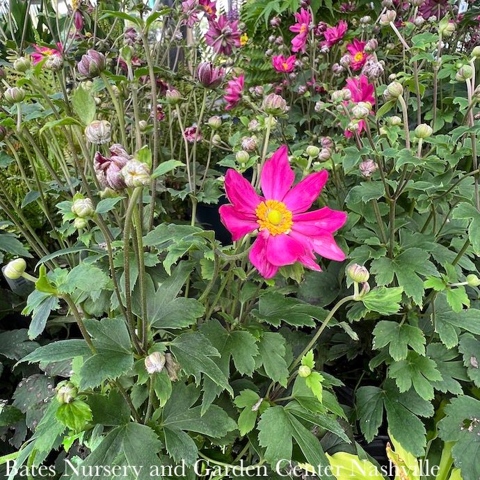 #1 Anemone Curtain Call Deep Rose/ Japanese