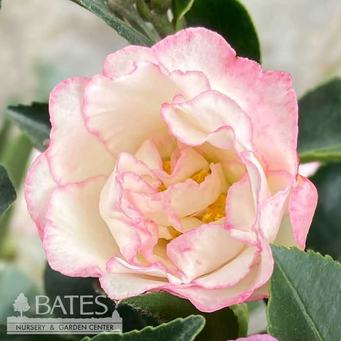 #1 Camellia sas SL October Magic &#39;Inspiration&#39;/ White w/ Magenta Margins - No Warranty