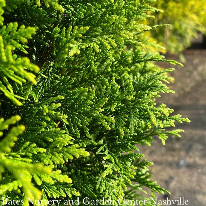 #3 Thuja x Junior Giant/ Pyramidal Arborvitae