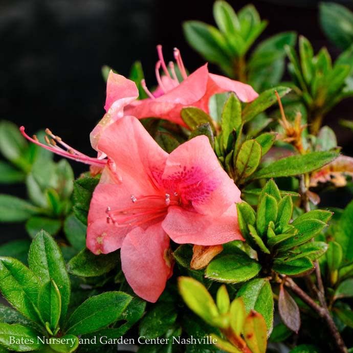 #3 Azalea x Encore Autumn Coral/ Repeat Dwarf