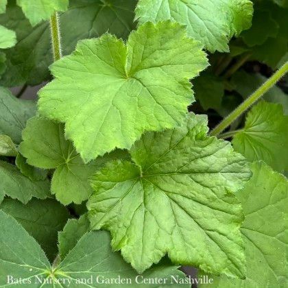 #1 Heuchera vill AB Autumn Bride/ Coral Bells Native (TN)