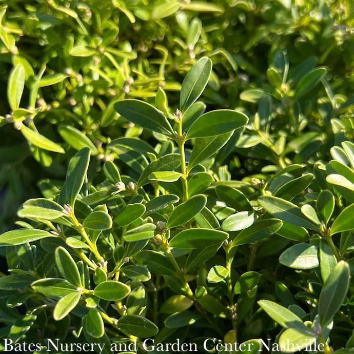 #7 Buxus sin var ins Franklin&#39;s Gem/ Boxwood