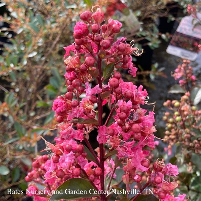 #3 Lagerstroemia Coral Magic/ Salmon-pink Semi-dwarf Crape Myrtle