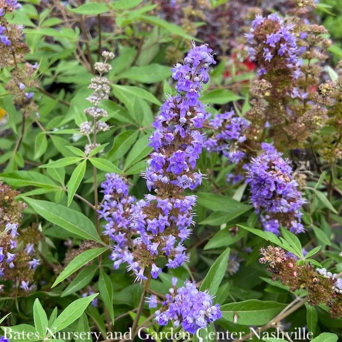 #3 Vitex FE Queen Bee/ Chastetree