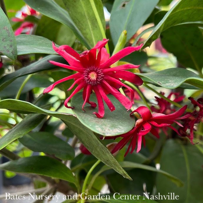 #3 Illicium flor SL Miss Scarlett/ Flowering Anise Native (R)