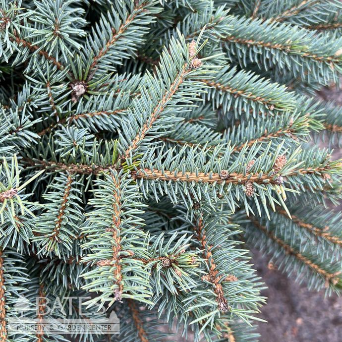 #3 Picea pun Lundeby's Dwarf/ Dwarf Blue Spruce