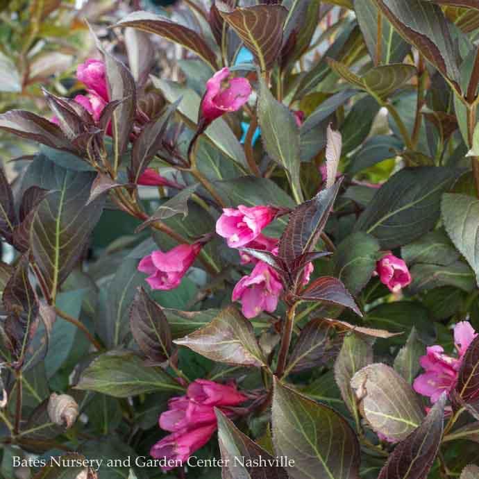 #3 Weigela flor Plum Rich/ Pink