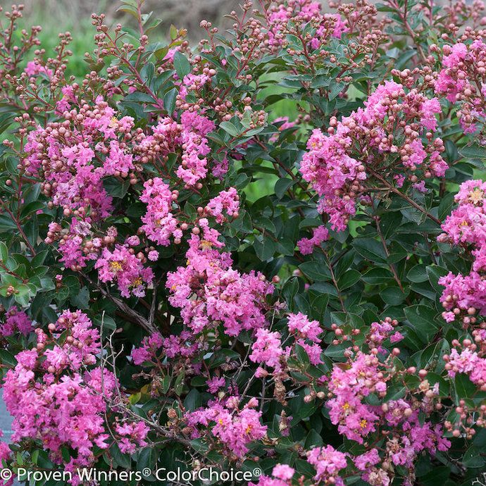 #3 Lagerstroemia ind PW Infinitini &#39;Brite Pink&#39;/ Bright Pink Dwarf Crape Myrtle