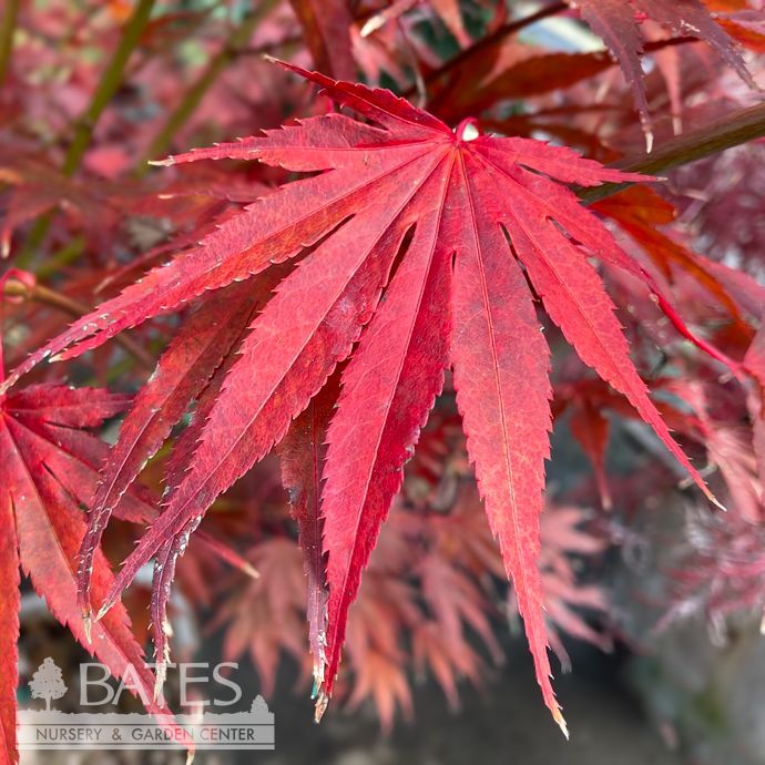 #20 BOX Acer pal Sherwood Flame/ Red Upright Japanese Maple