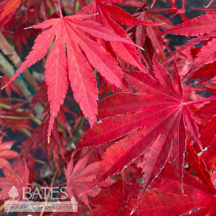 #20 BOX Acer pal Sherwood Flame/ Red Upright Japanese Maple