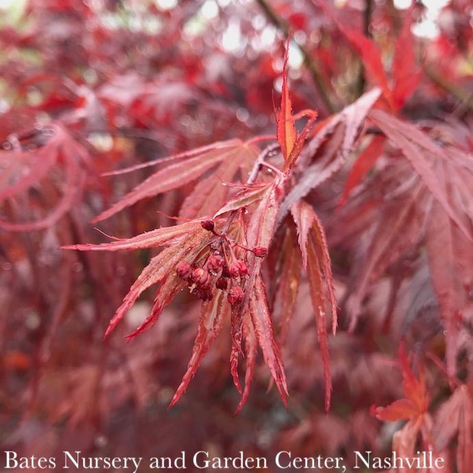#20 BOX Acer pal Sherwood Flame/ Red Upright Japanese Maple