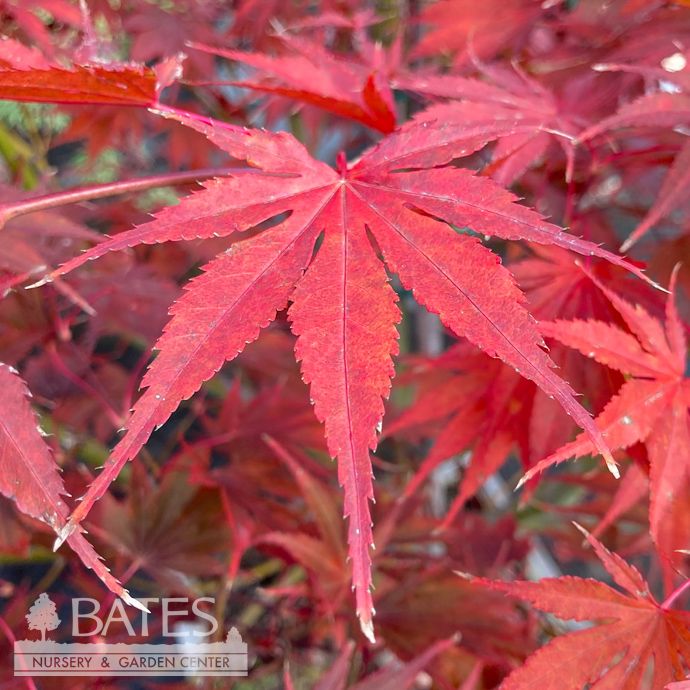 #15 BOX Acer pal Sherwood Flame/ Red Upright Japanese Maple