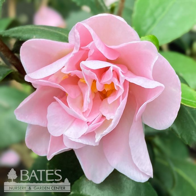 #3 Camellia x Winter&#39;s Charm/ Pink - No Warranty