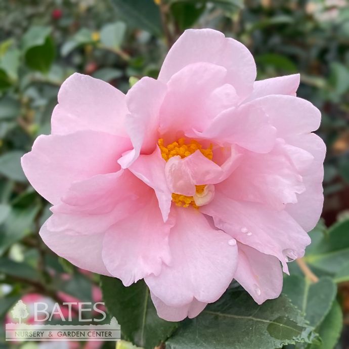 #3 Camellia x Winter&#39;s Charm/ Pink - No Warranty