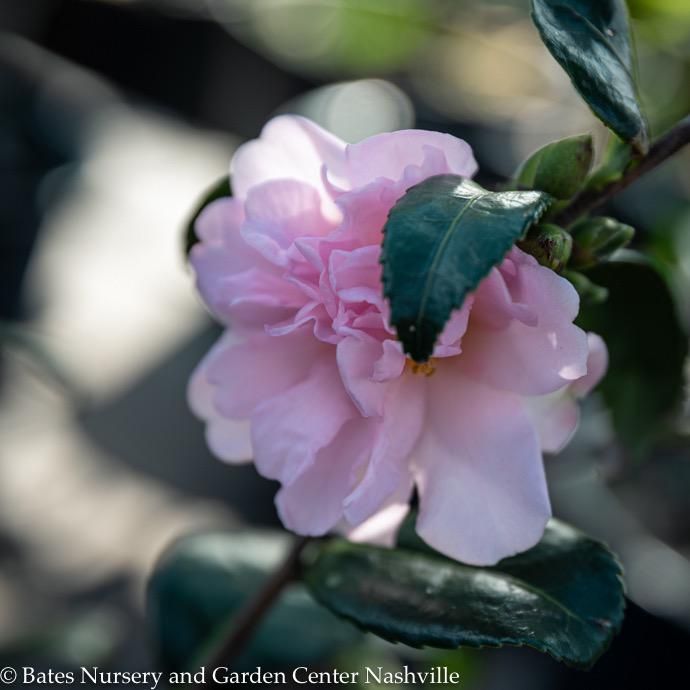 #3 Camellia x Winter&#39;s Charm/ Pink - No Warranty
