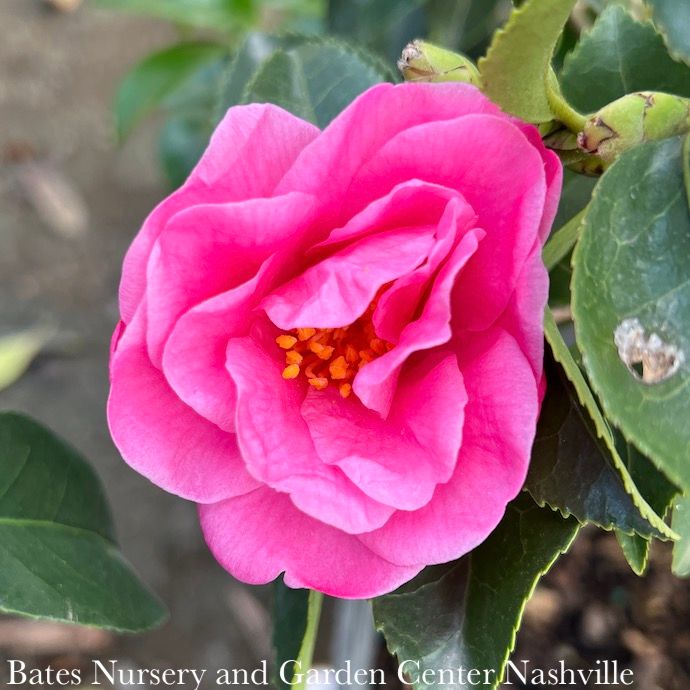 #3 Camellia x Winter&#39;s Joy/ Pink Semi-Dbl - No Warranty