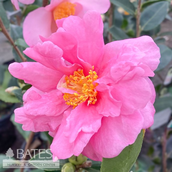 #1 Camellia x Winter&#39;s Joy/ Pink Semi-Dbl - No Warranty