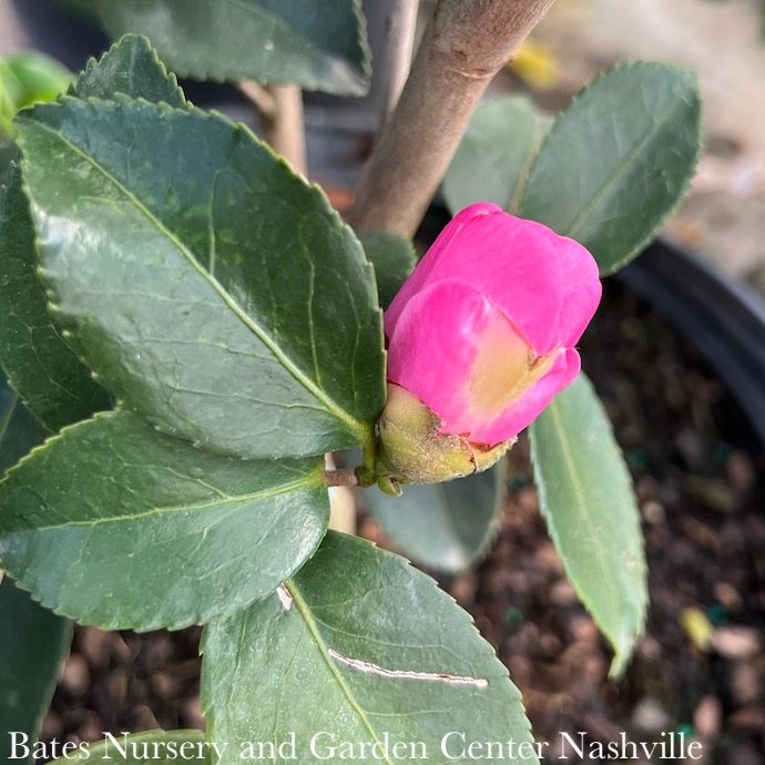 #1 Camellia x Winter&#39;s Joy/ Pink Semi-Dbl - No Warranty