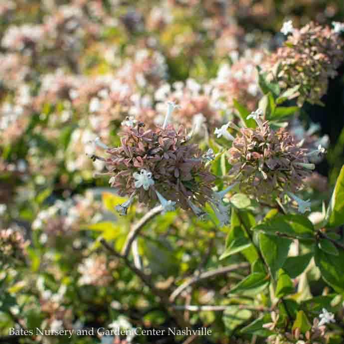 #2 Abelia Vintage Charm