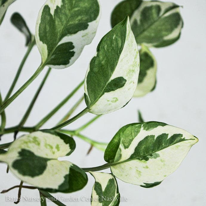 4p! Pothos N Joy /Devil&#39;s Ivy /Tropical