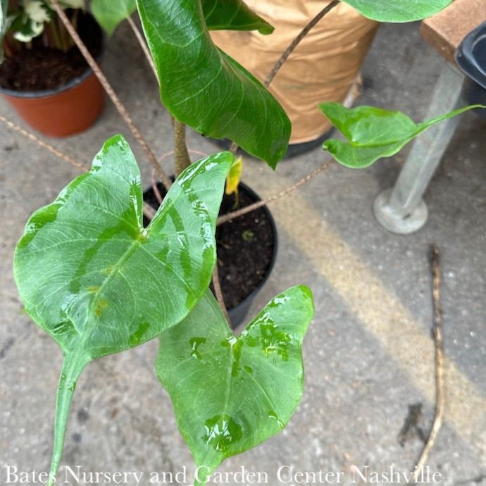 6p! Alocasia Stingray /Elephant Ear /Tropical