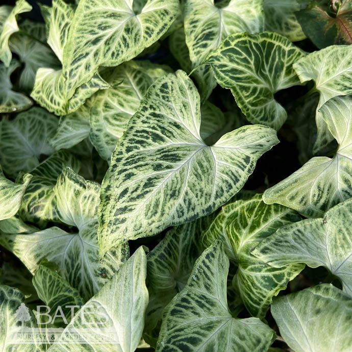 4p! Syngonium Batik / Arrowhead Plant /Nephthytis /Tropical
