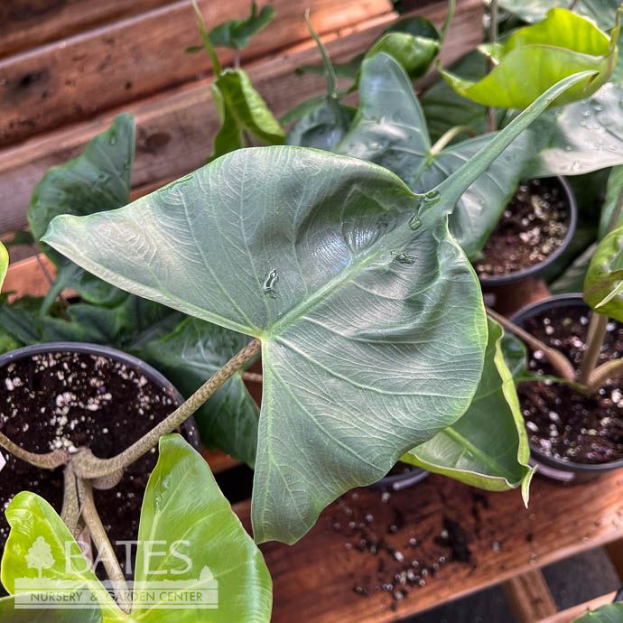 6p! Alocasia Stingray /Elephant Ear /Tropical