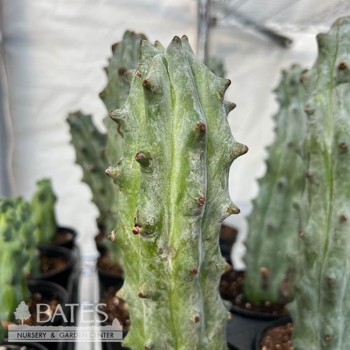 4p! Cactus Ghost White Boobie /Stenocereus beneckei /Tropical