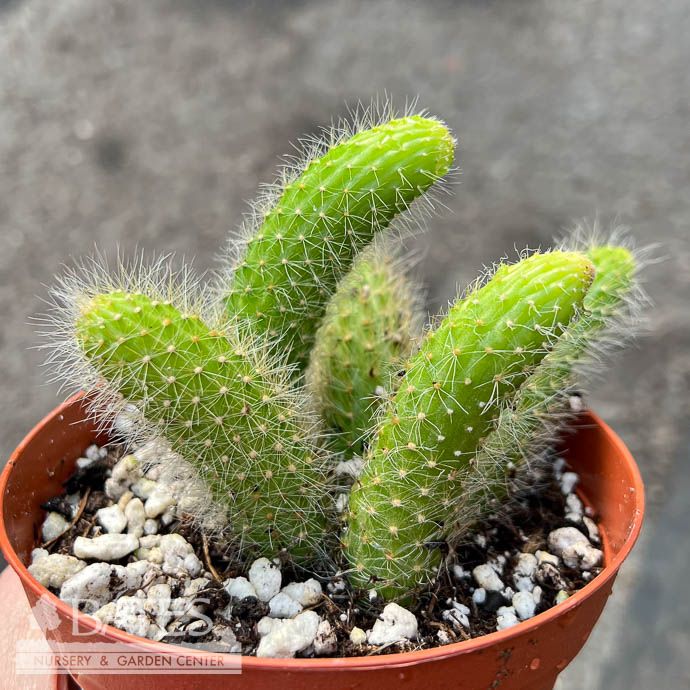 4p! Cactus Monkey Tail /Tropical