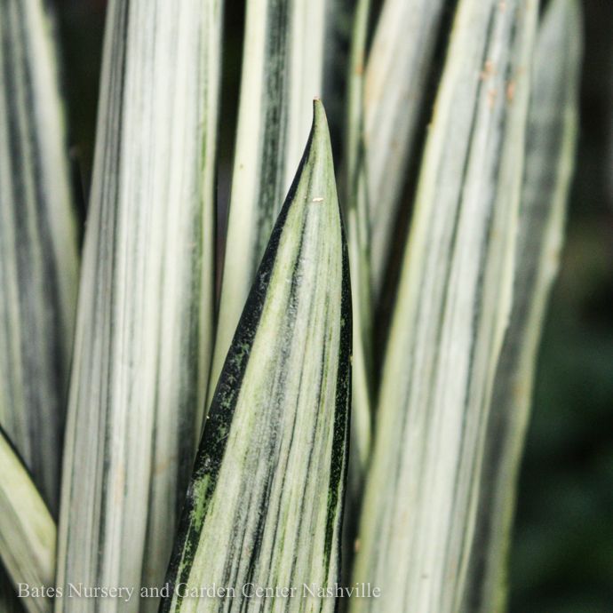 4p! Sansevieria Bantel&#39;s Sensation /Snake Plant /Mother-in-Law Tongue /Tropical