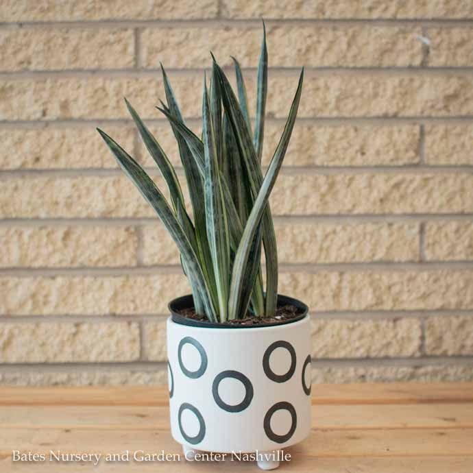 4p! Sansevieria Bantel&#39;s Sensation /Snake Plant /Mother-in-Law Tongue /Tropical