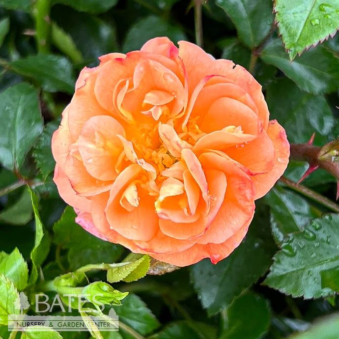 #2 Rosa Flower Carpet &#39;Amber&#39;/ Groundcover Rose - No Warranty
