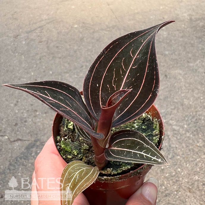3p! Ludisia Jewel Orchid /Tropical