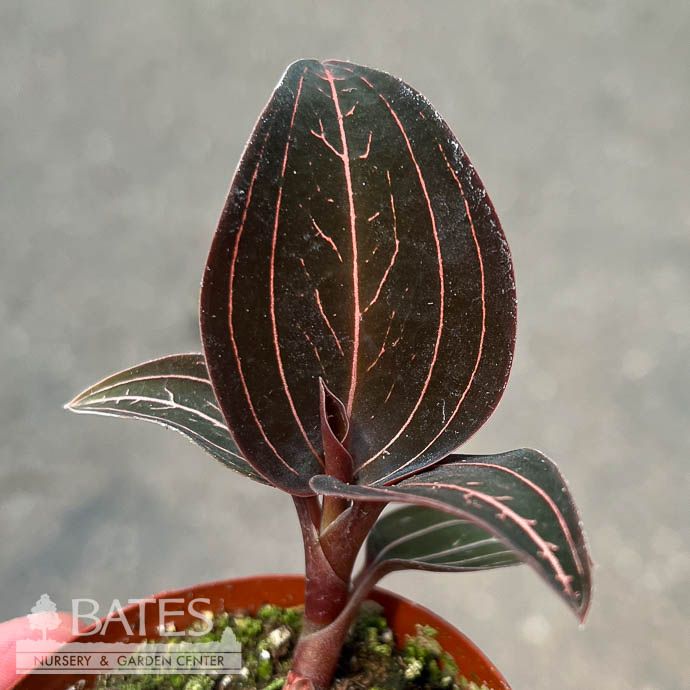 2p! Ludisia Jewel Orchid /Tropical