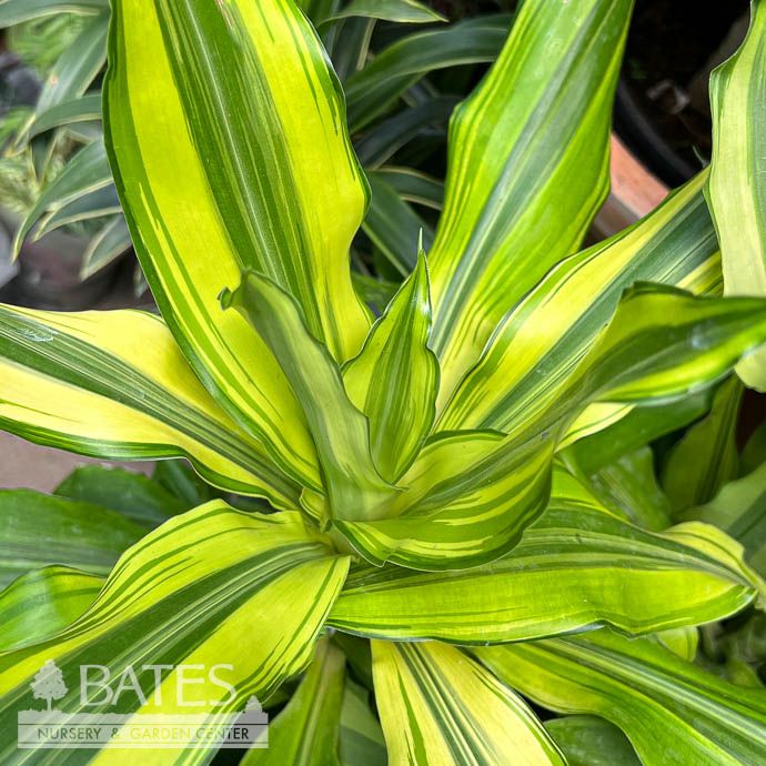 4p! Dracaena Moonlight Cane /Tropical