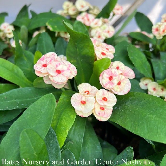 5p! Euphorbia milii / Crown of Thorns /Tropical