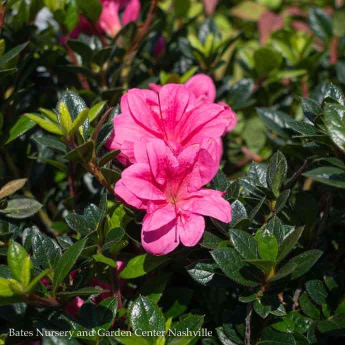 #3 Azalea x Encore Autumn Empress/ Repeat Dark Pink
