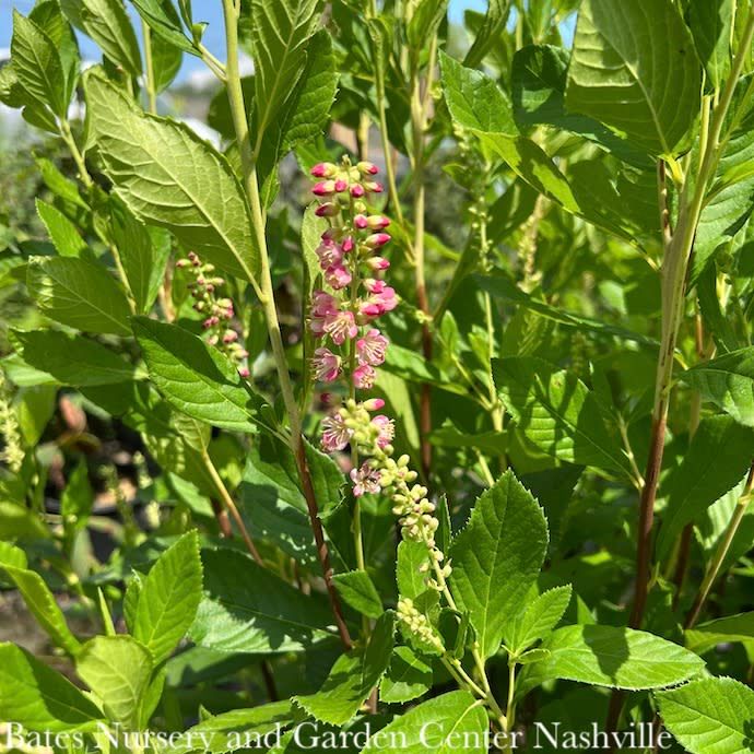 #7 Clethra alnifolia Ruby Spice/ Pink Summersweet Native (TN)