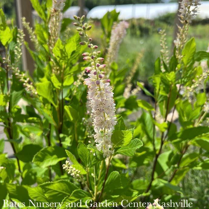 #7 Clethra alnifolia Ruby Spice/ Pink Summersweet Native (TN)