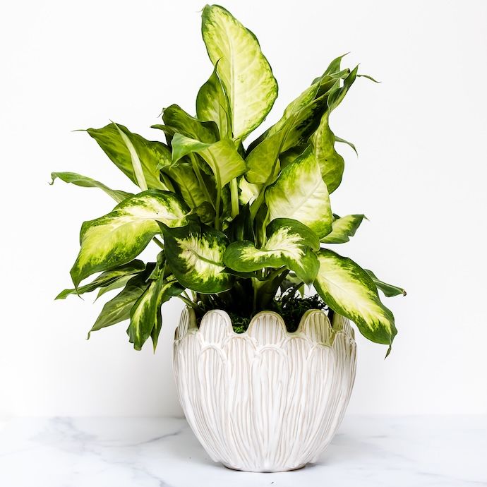 Pot Petal w/Scalloped Rim Sml 7.5x6.5  White
