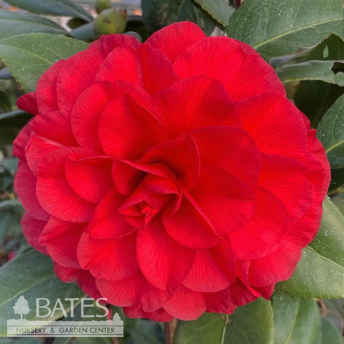 #5 Camellia japonica Nuccio&#39;s Bella Rossa/ Red - No Warranty