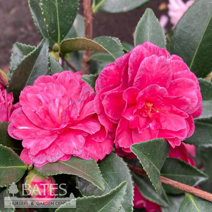 #3 Camellia sas Purple Haze - No Warranty
