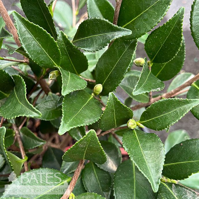 #3 Camellia sas Purple Haze - No Warranty