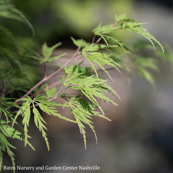 #20 BOX Acer pal Seiryu/ Green Upright Laceleaf Japanese Maple