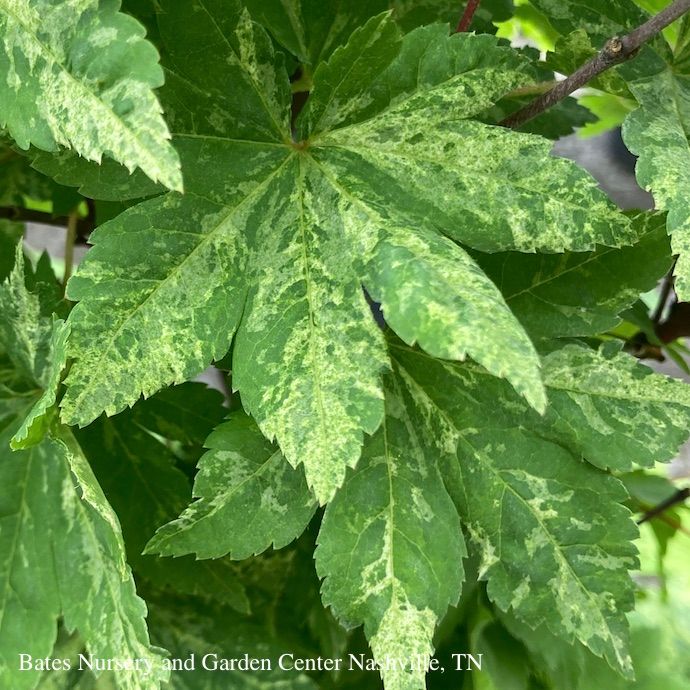 #6 Acer sieb Kumoi nishiki/ Variegated Siebold&#39;s Maple