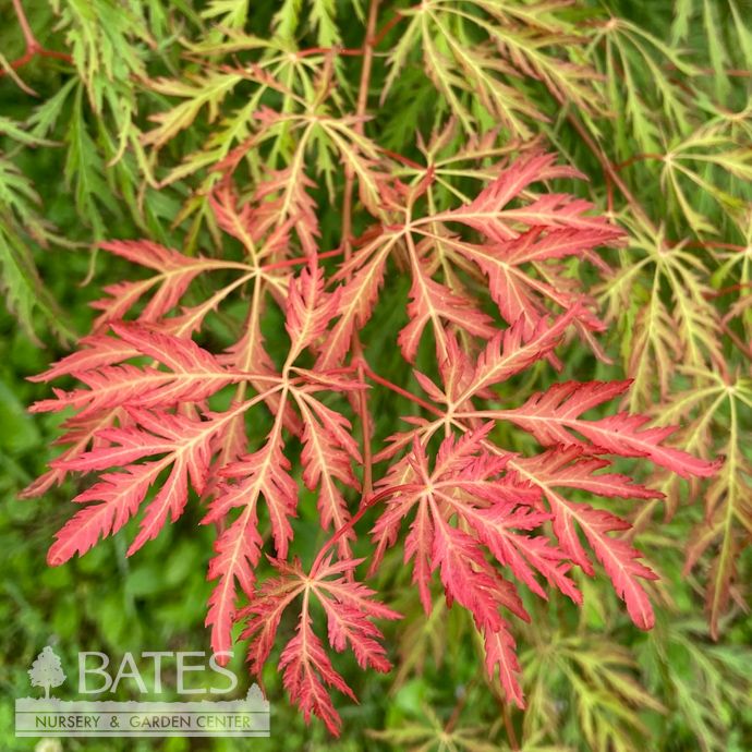 #3 Acer x pse Ice Dragon/ Cascading Maple